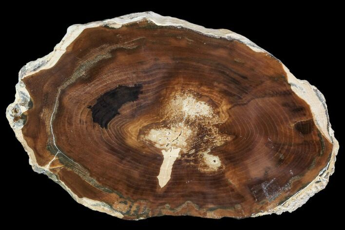 Petrified Wood (Cherry) Round - McDermitt, Oregon #104910